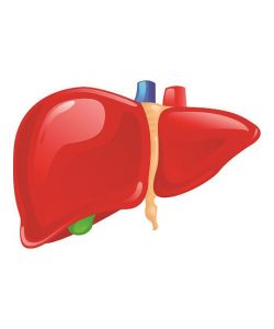 Hệ tiêu hóa Gan- Mật